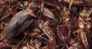 Cockroach