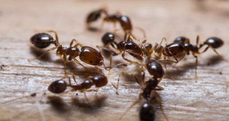 ant removal