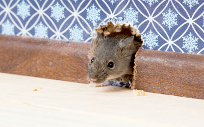 4 Destructive Things Rodents Can Do In Your Home