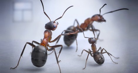 Three ants on a grey surface