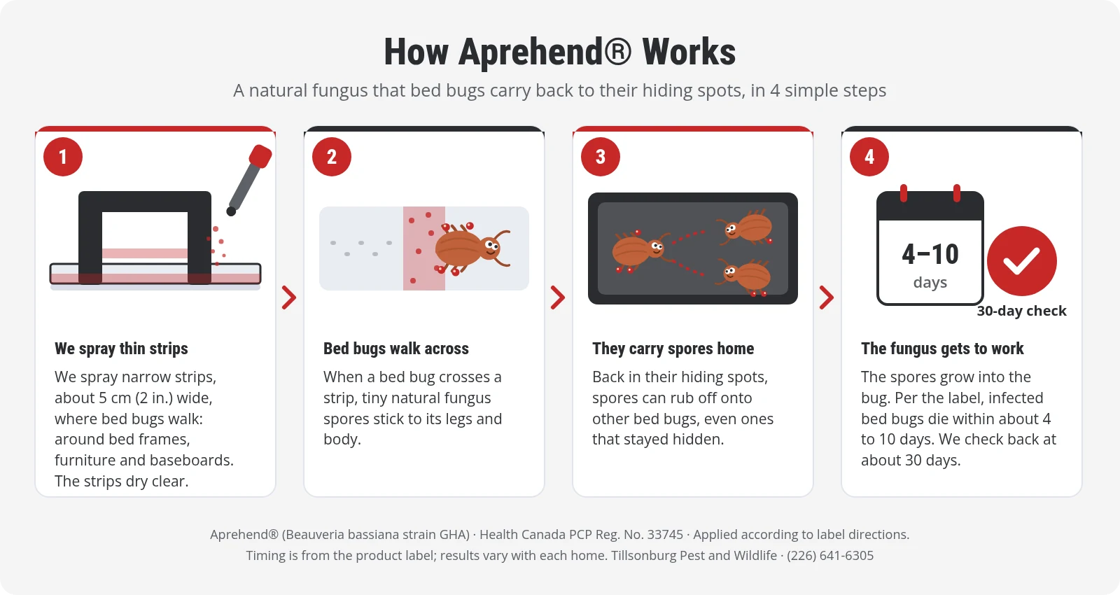 How Aprehend works in 4 steps: we spray thin strips, bed bugs walk across, they carry spores to their hiding spots, and infected bed bugs die within about 4 to 10 days, with a check at about 30 days