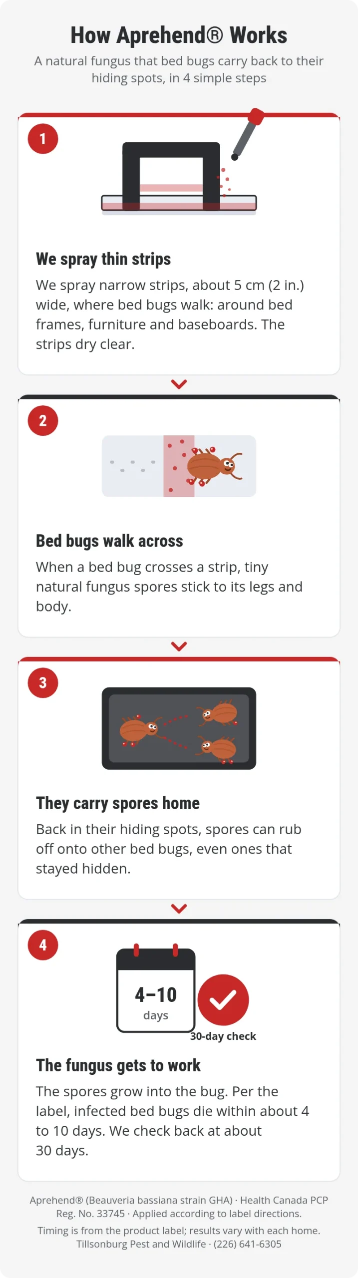 How Aprehend works in 4 steps: we spray thin strips, bed bugs walk across, they carry spores to their hiding spots, and infected bed bugs die within about 4 to 10 days, with a check at about 30 days