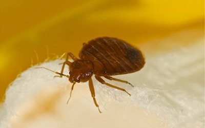 Close-up of a bed bug