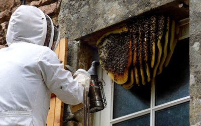 Beekeeper in a protective suit with a smoker beside honeybee comb built on the outside of a building