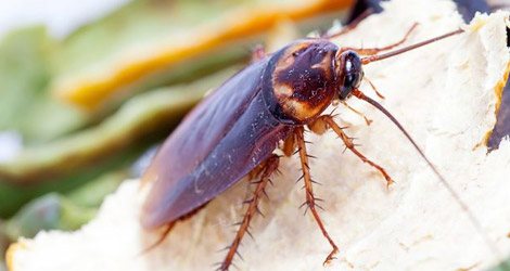 Cockroach on a leaf