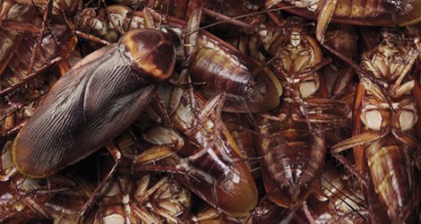 A group of cockroaches