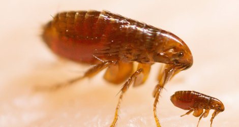 Magnified adult flea and a smaller flea