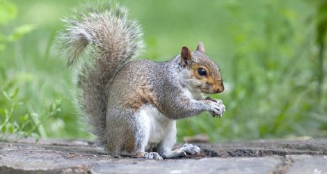 Grey squirrel eating on a log