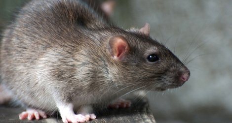 Close-up of a brown rat