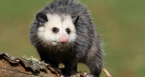 Virginia opossum on a log