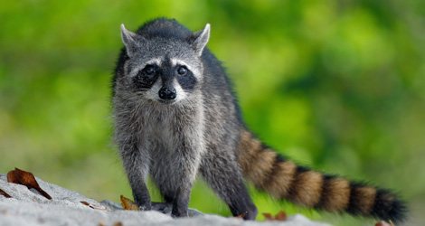 Raccoon standing on a log