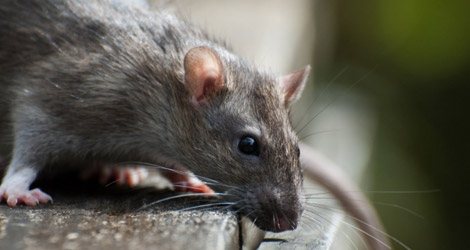 Brown rat on a wooden ledge