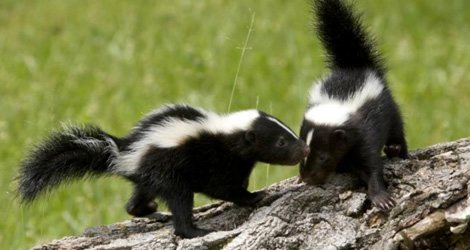Two striped skunks on a log