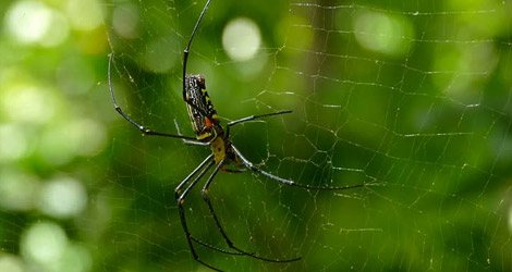 Spider in its web