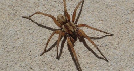 Large brown spider on a stone surface