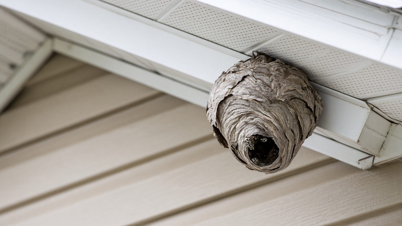 Paper wasp nest hanging under the soffit of a house