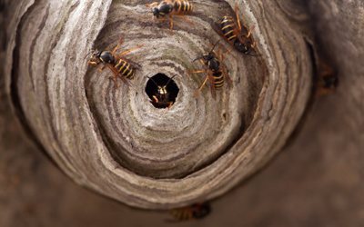 Wasps crawling on the outside of a grey paper nest